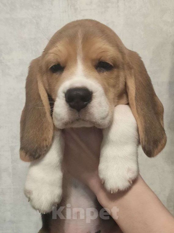 Собаки в Котласе: Щенки бигля Мальчик, 50 000 руб. - фото 1