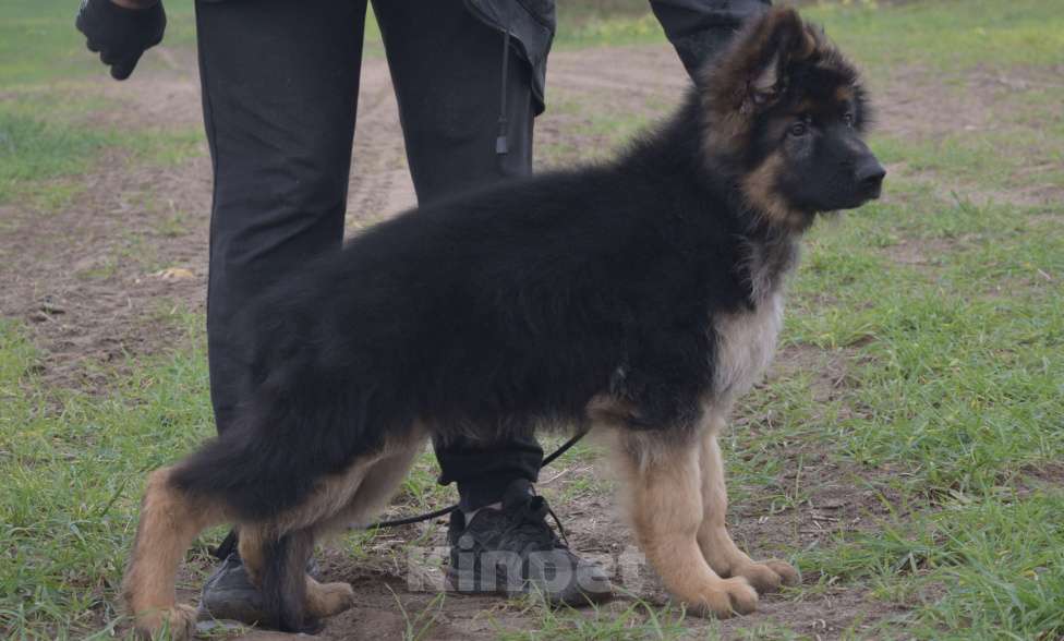 Собаки в Коломне: Лихт Штерн Имидж Мальчик, 60 000 руб. - фото 3