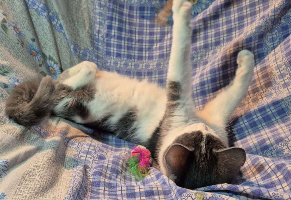 Кошки в Санкт-Петербурге: Ищет дом игривый Сёма Мальчик, Бесплатно - фото 7