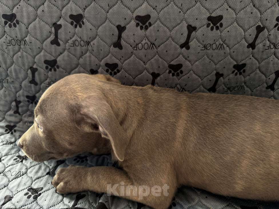 Собаки в Ростове-на-Дону: Питбуль Девочка, 20 000 руб. - фото 3