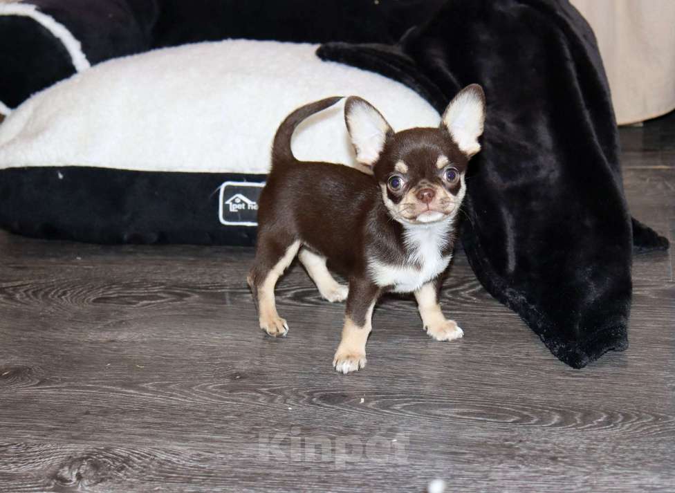 Собаки в Москве: Шоколадная чихуахуа Девочка, 150 000 руб. - фото 2
