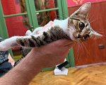 Кошки в Москве: Котёнок Масяня ищет дом Девочка, Бесплатно - фото 3