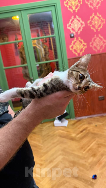 Кошки в Москве: Котёнок Масяня ищет дом Девочка, Бесплатно - фото 3