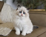 Кошки в Владивостоке: Рэгдолл Мальчик, 95 000 руб. - фото 4