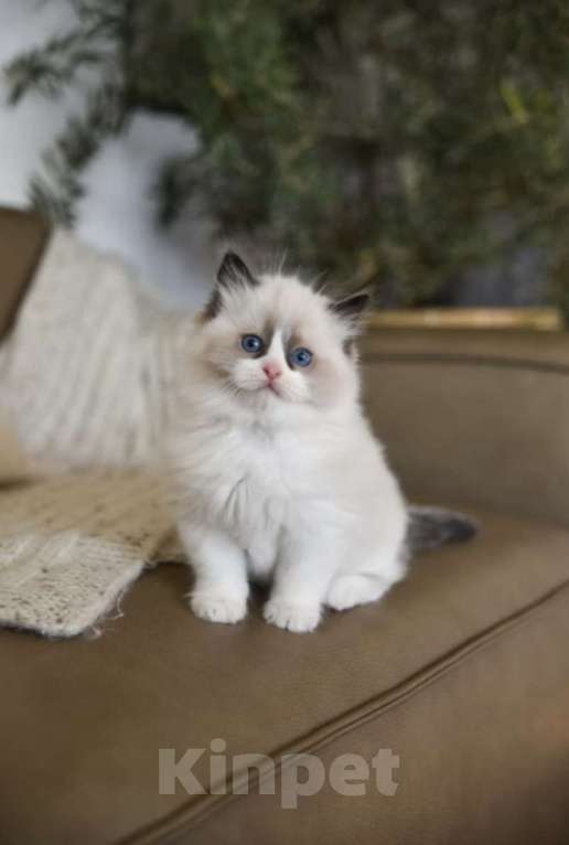 Кошки в Владивостоке: Рэгдолл Мальчик, 95 000 руб. - фото 4