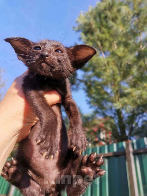 Кошки в Москве: Ориентальная девочка экстремальная Девочка, 60 000 руб. - фото 2