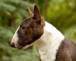 Собаки в Уфе: Миниатюрный бультерьер вязка Мальчик, 35 000 руб. - фото 1