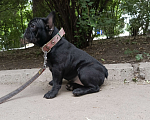 Собаки в Новочеркасске: Продаю французский Бульдог  Девочка, Бесплатно - фото 2