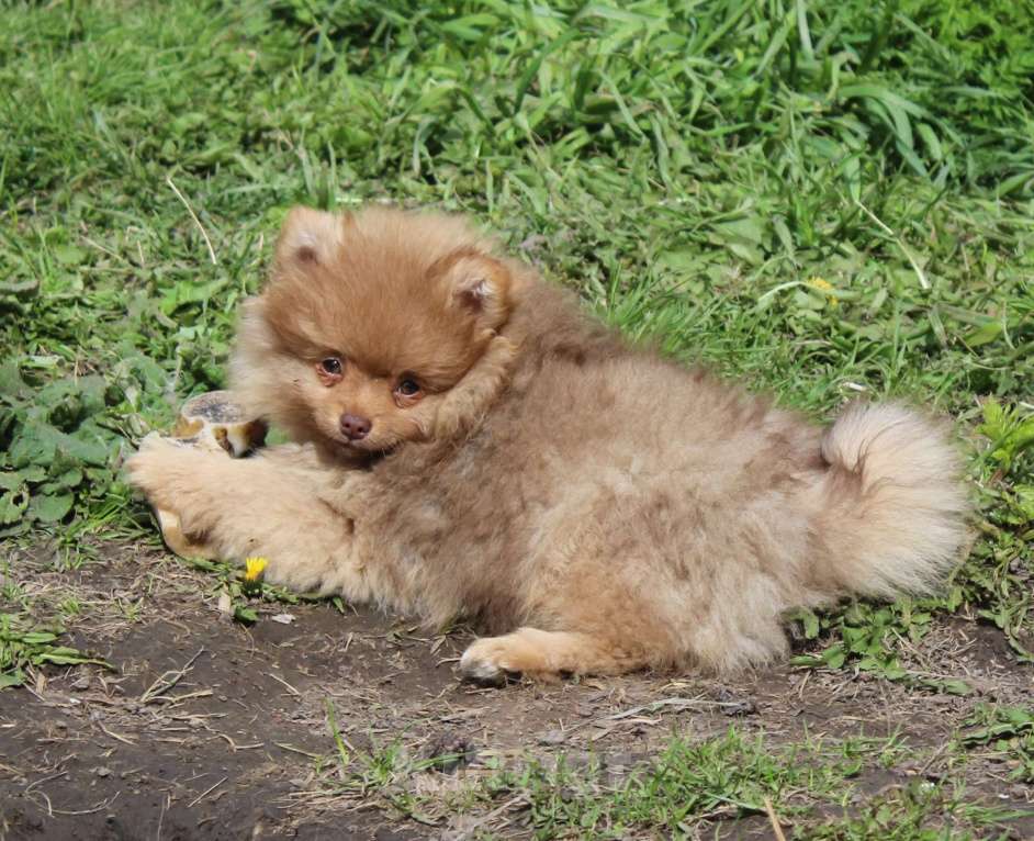 Собаки в Москве: мальчик кофе с молоком Мальчик, 15 000 руб. - фото 2