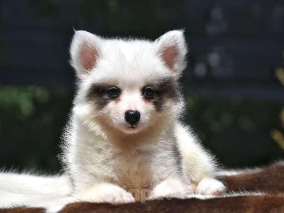 Собаки в Москве: Ненецкая оленегонная лайка. Помет «А». Сука Unmay no Akay Ito AVRORA Девочка, 60 000 руб. - фото 4