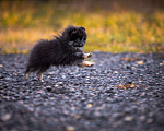 Собаки в Гатчине: Померанский шпиц медвежьего типа Девочка, 35 000 руб. - фото 10