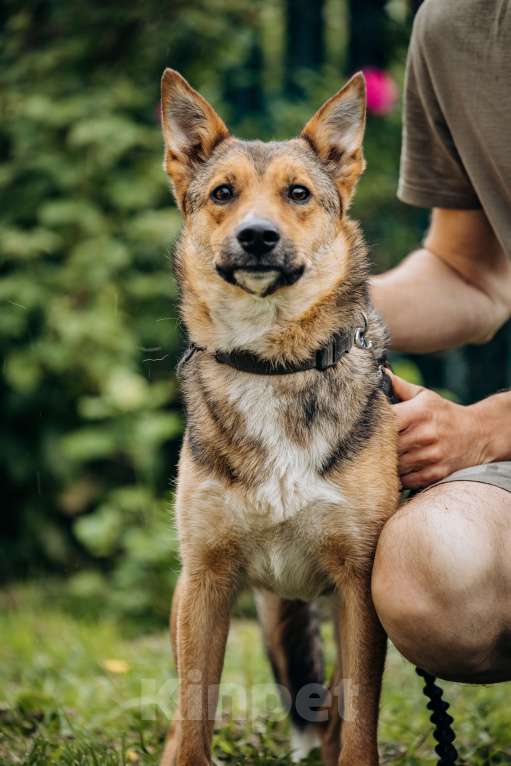 Собаки в Москве: Лиса ищет семью  Девочка, Бесплатно - фото 8