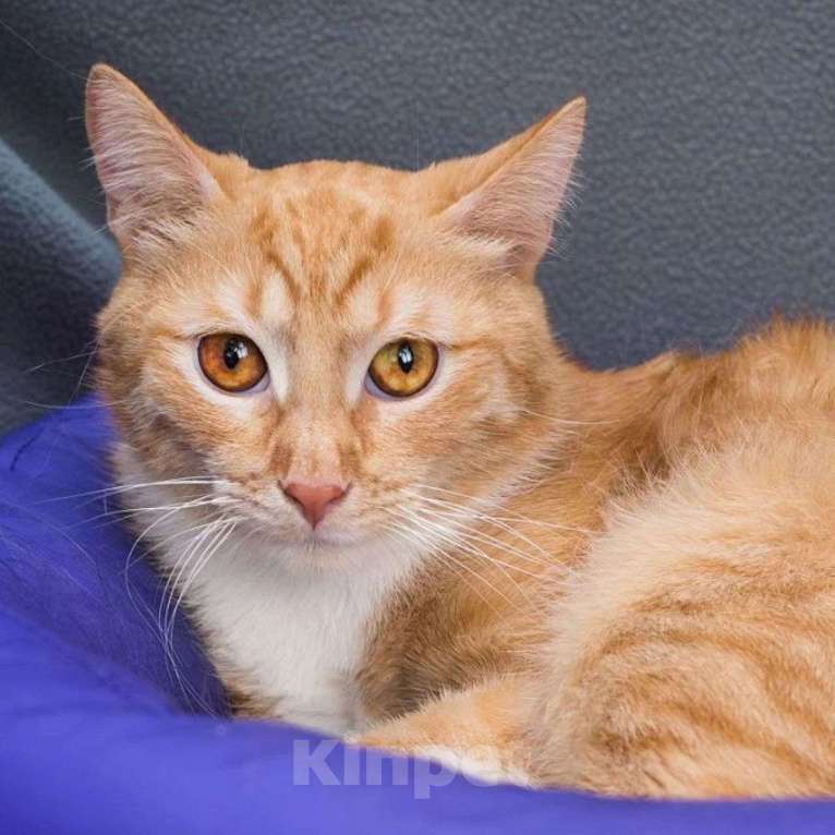 Кошки в Москве: Никому не нужный рыжик Мальчик, Бесплатно - фото 3