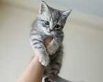 Кошки в Санкт-Петербурге: Шотландский котенок продажа Мальчик, 15 000 руб. - фото 2