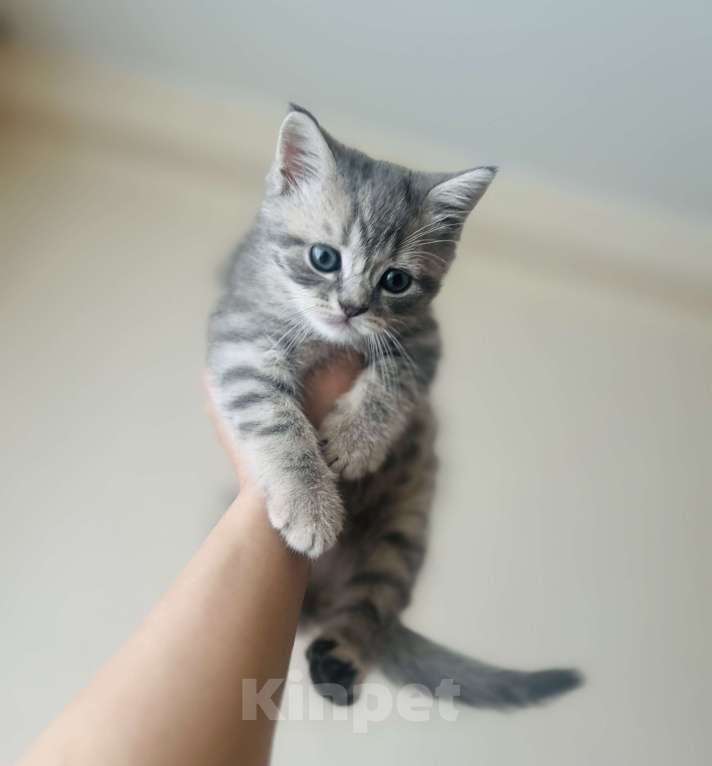 Кошки в Санкт-Петербурге: Шотландский котенок продажа Мальчик, 15 000 руб. - фото 2