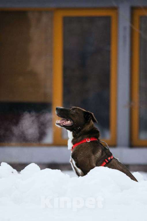 Собаки в Москве: Бадди в поиске семьи  Мальчик, Бесплатно - фото 2