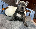 Собаки в Химках: Французский бульдог щенки Мальчик, 60 000 руб. - фото 7
