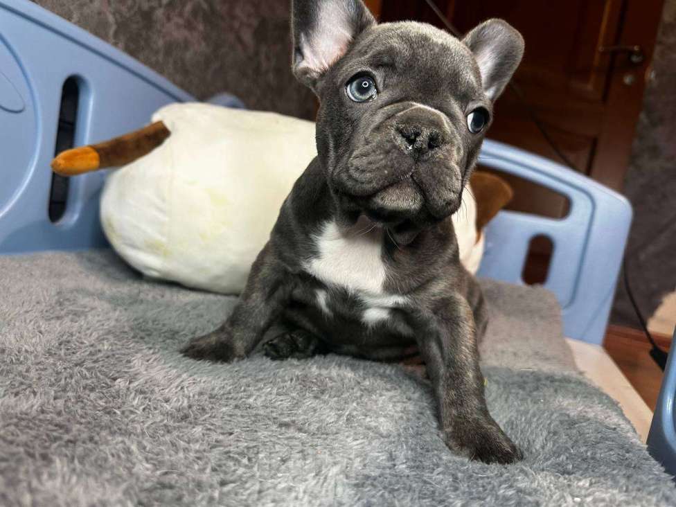 Собаки в Химках: Французский бульдог щенки Мальчик, 60 000 руб. - фото 7