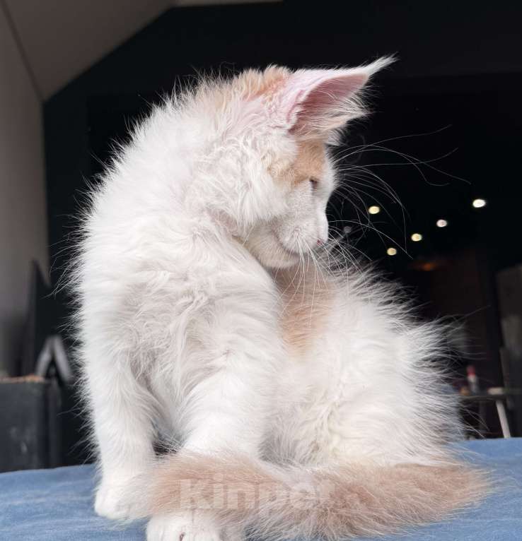 Кошки в Москве: Кот Мейн Кун Veyron Foxy Мальчик, 120 000 руб. - фото 7