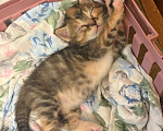 Кошки в Москве: Котеночек в добрые руки Девочка, Бесплатно - фото 2