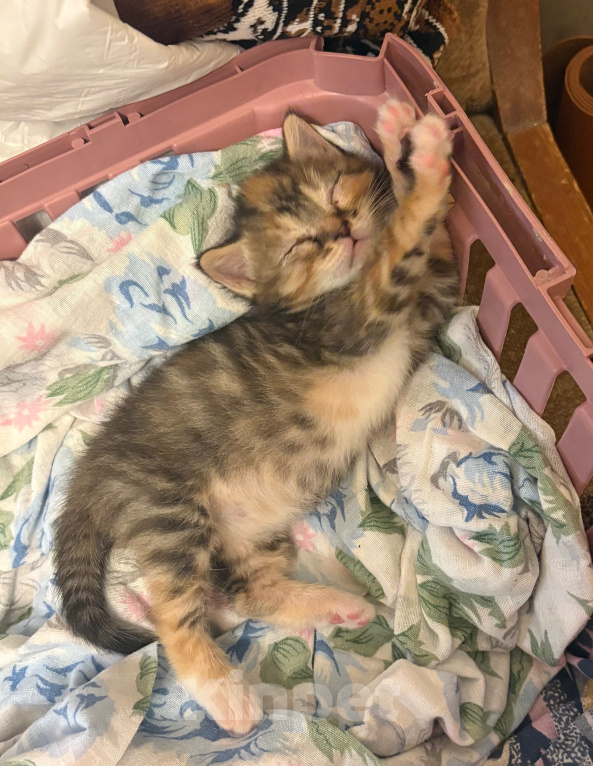 Кошки в Москве: Котеночек в добрые руки Девочка, Бесплатно - фото 2