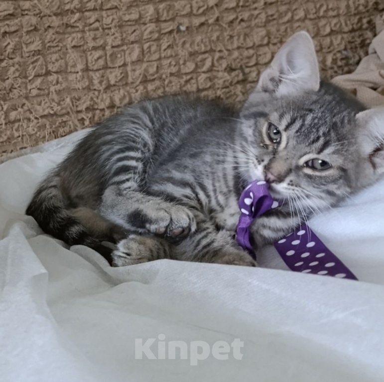 Кошки в Москве: Котенок Мальчик, Бесплатно - фото 1