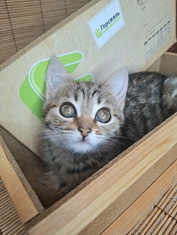 Котёнок с карими глазами в добрые руки