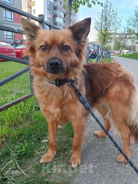 Собаки в Санкт-Петербурге: Маленькая рыжая собачка 8 кг ищет дом Девочка, Бесплатно - фото 5