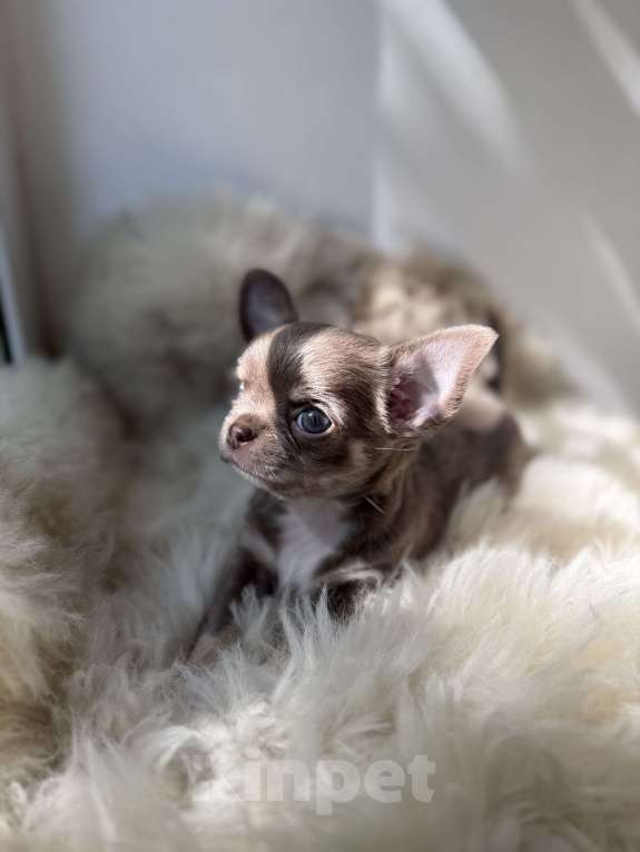 Собаки в Самаре: Мия Девочка, 40 000 руб. - фото 4