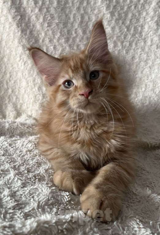 Кошки в Новосибирске: Породистые котята Мейн Кун  Мальчик, 25 000 руб. - фото 8