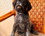 Собаки в Владивостоке: Продаются щенки немецкой жёстко-шёрстной континентальной легавой породы дратхаар Девочка, 35 000 руб. - фото 1