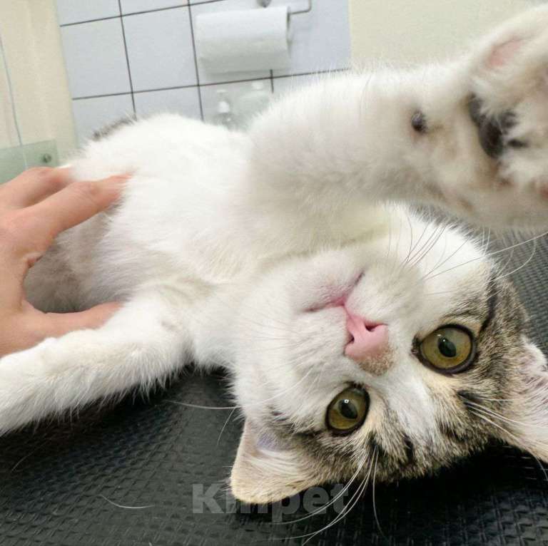 Кошки в Москве: Тиму спасли с пепелища — это все, что осталось от дома.. Мальчик, Бесплатно - фото 2