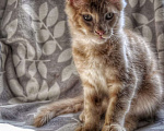Кошки в Краснодаре: котята Мейн-Кун Мальчик, 45 000 руб. - фото 1
