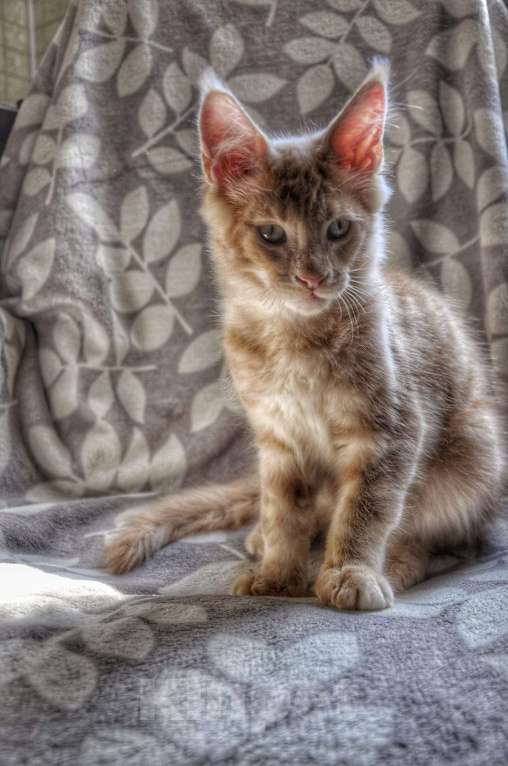 Кошки в Краснодаре: котята Мейн-Кун Мальчик, 45 000 руб. - фото 1