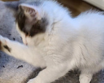 Кошки в Москве: Котенок в добрые руки Девочка, Бесплатно - фото 2
