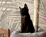 Кошки в Москве: Котенок в добрые руки Мальчик, Бесплатно - фото 3