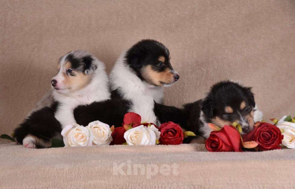 Собаки в Новосибирске: Щенки колли.высокопородные щенки колли.ДокументыРКФветпаспортОчень перспективные о Мальчик, 60 000 руб. - фото 5