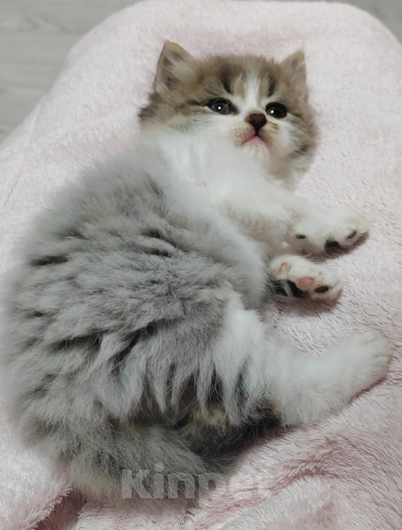 Кошки в других городах Краснодарского края: Шотландские котята Разнополые, 12 000 руб. - фото 7