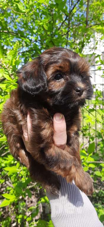 Собаки в Санкт-Петербурге: Щенок Петербургской Орхидеи Девочка, 70 000 руб. - фото 8