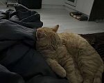 Кошки в Санкт-Петербурге: Кот в добрые руки Мальчик, Бесплатно - фото 2
