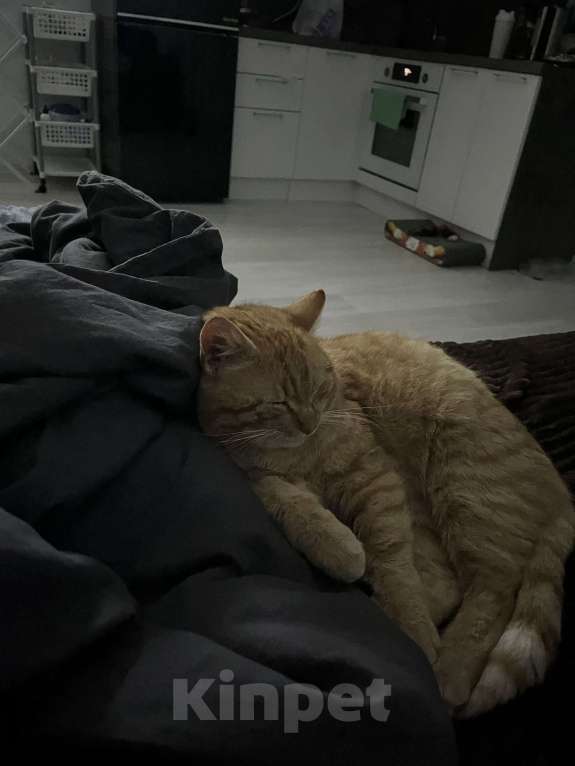 Кошки в Санкт-Петербурге: Кот в добрые руки Мальчик, Бесплатно - фото 2