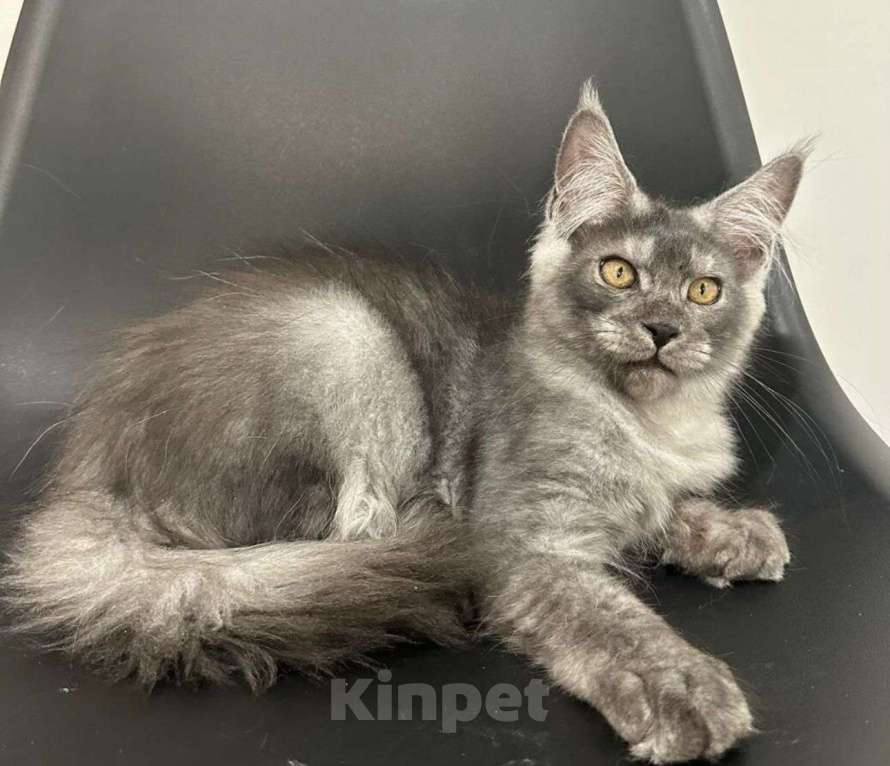 Кошки в Нижнем Новгороде: Котенок породы Мейн-кун Мальчик, Бесплатно - фото 1