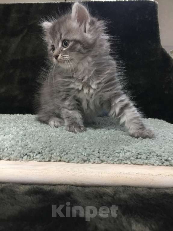 Кошки в Санкт-Петербурге: Сибирский котёнок Девочка, 45 000 руб. - фото 3