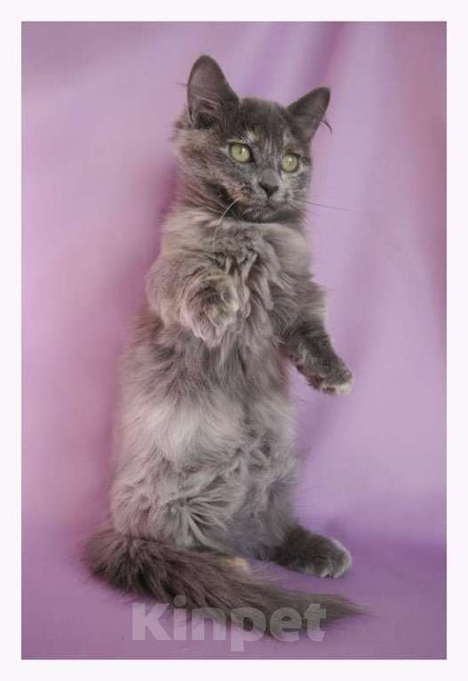 Кошки в Челябинске: Очаровательные котята Девочка, Бесплатно - фото 1