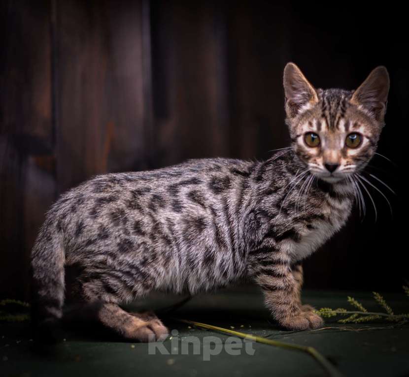 Кошки в Москве: Бенгальский котенок золото Мальчик, Бесплатно - фото 3