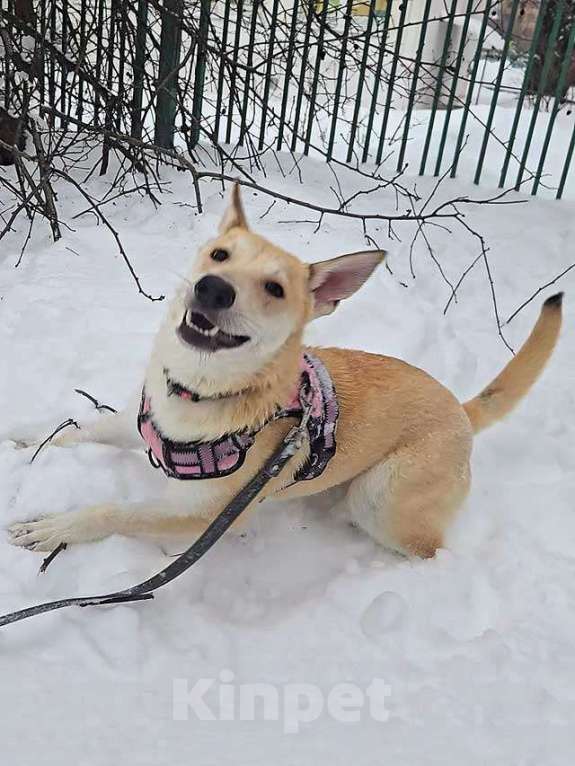 Собаки в Москве: Умнейшая домашняя некрупная собачка-подросток Чапа ищет дом Девочка, 10 руб. - фото 2