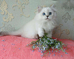 Кошки в Ливны: Шотландский котенок москва, 35 000 руб. - фото 2