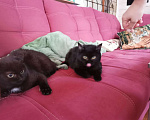 Кошки в Дмитровске: Котенок черный с белым 4 мес, 50 руб. - фото 7