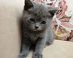Кошки в Красноярске: Отдам котенка в добрые руки Мальчик, 1 руб. - фото 3