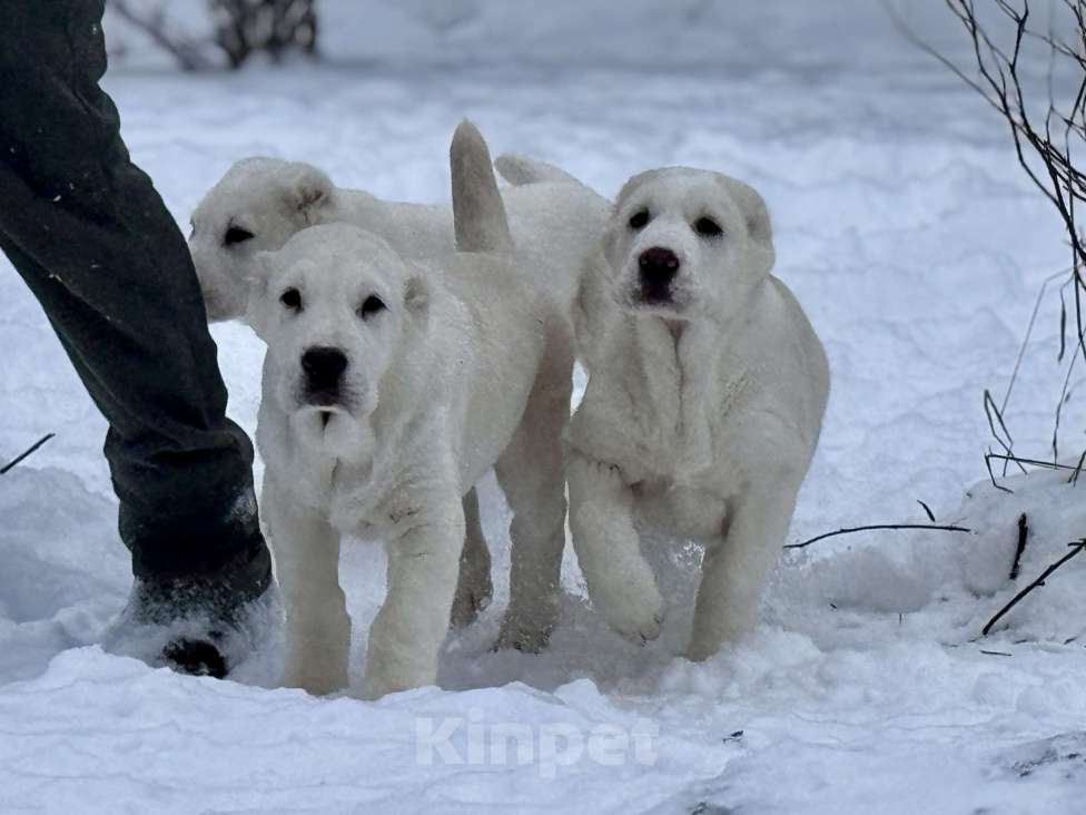 Собаки в Санкт-Петербурге: Кобель САО Мальчик, Бесплатно - фото 3